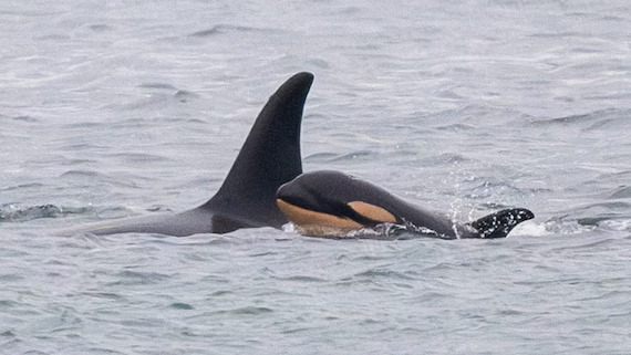 Un lutto che si ripete: Tahlequah e la perdita del suo cucciolo