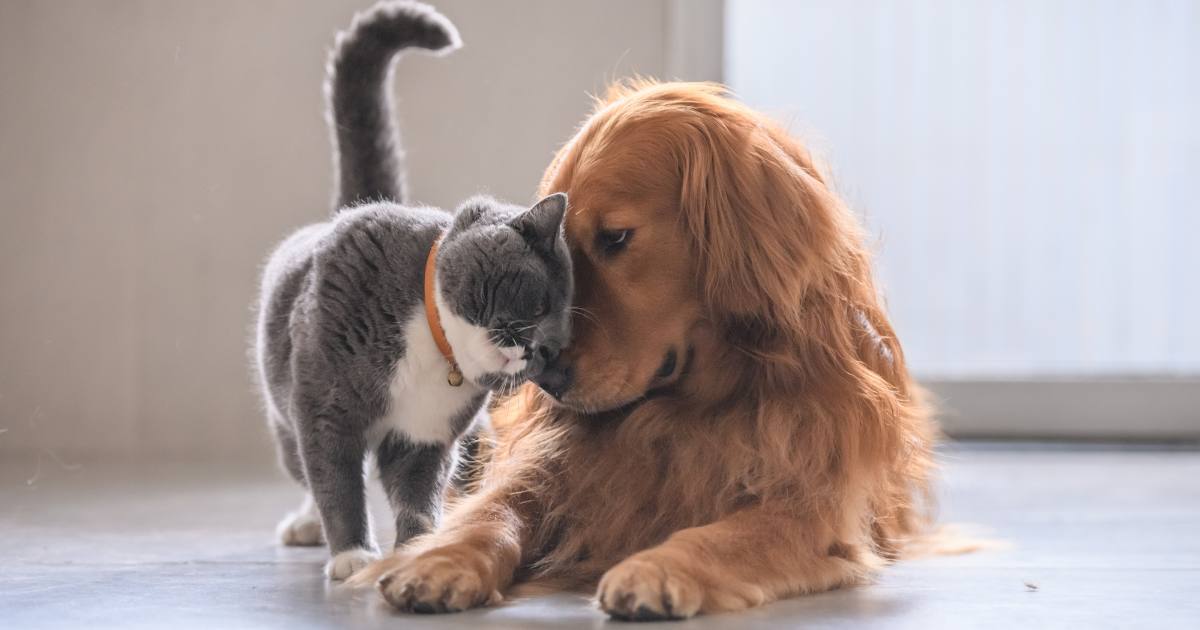 Eredità a cani e gatti, un parente impugna il testamento: i giudici confermano le volontà testamentarie