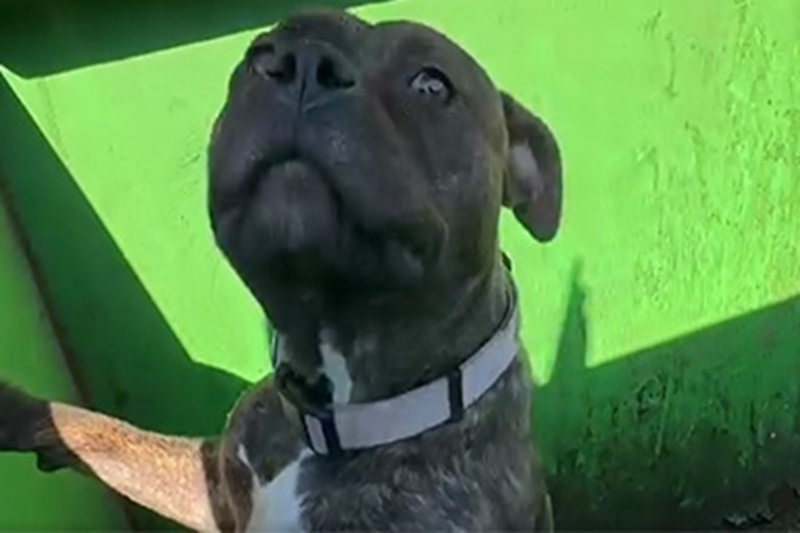 Negli Stati Uniti, una femmina di Pit Bull è stata tratta in salvo dai soccorritori dopo essere stata abbandonata in un cassonetto. Ora ha una nuova famiglia.