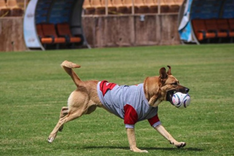 Cane randagio invade campo durante una partita di calcio e viene adottato, Max diventa la mascotte della squadra