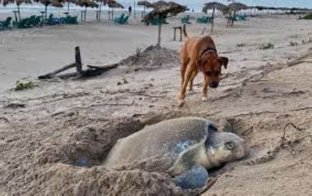 Lo abbandonano su una spiaggia e lui diventa il guardiano delle tartarughe marine