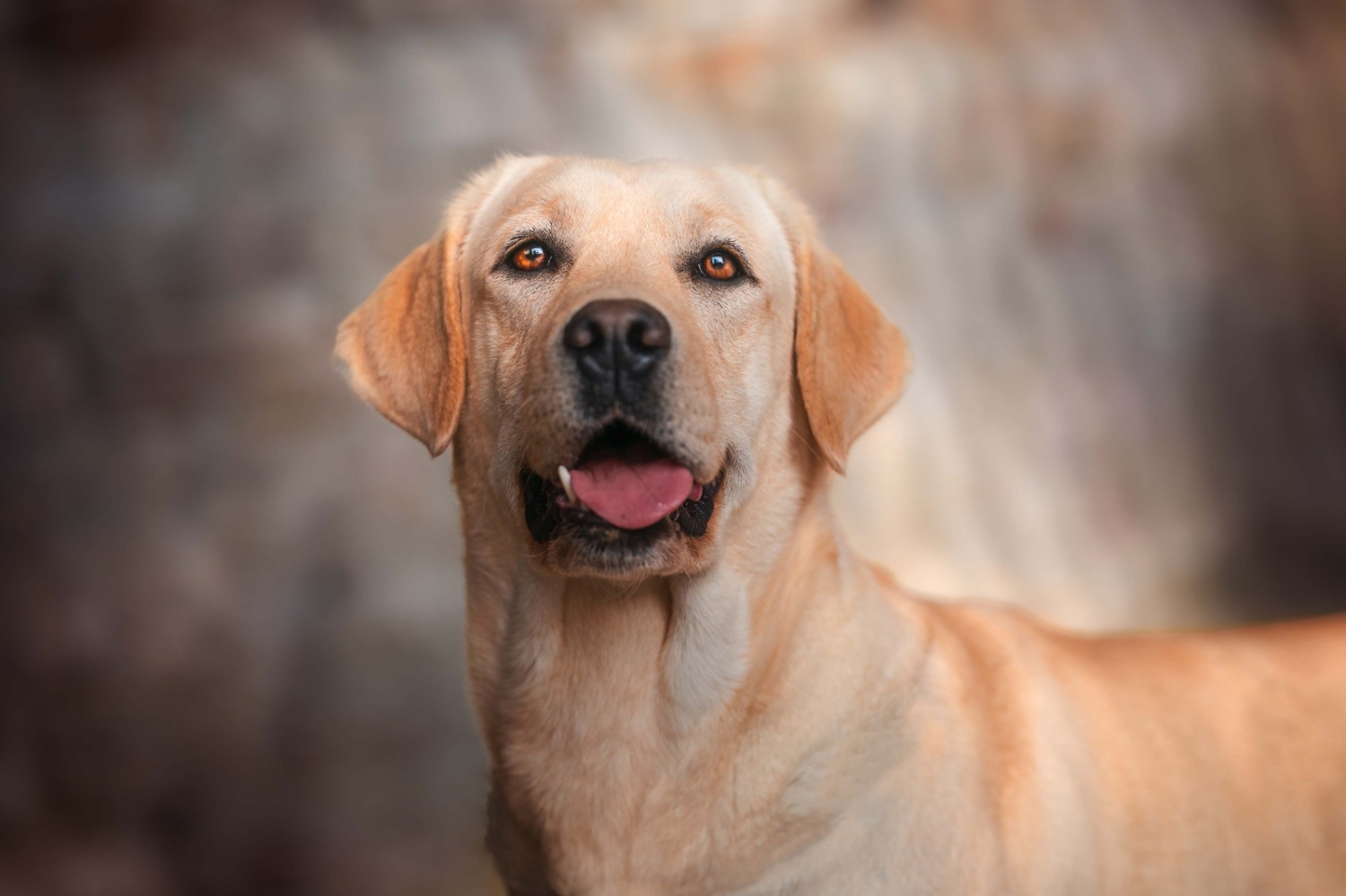 Labrador salva il suo proprietario dopo che entrambi erano stati investiti da un’auto