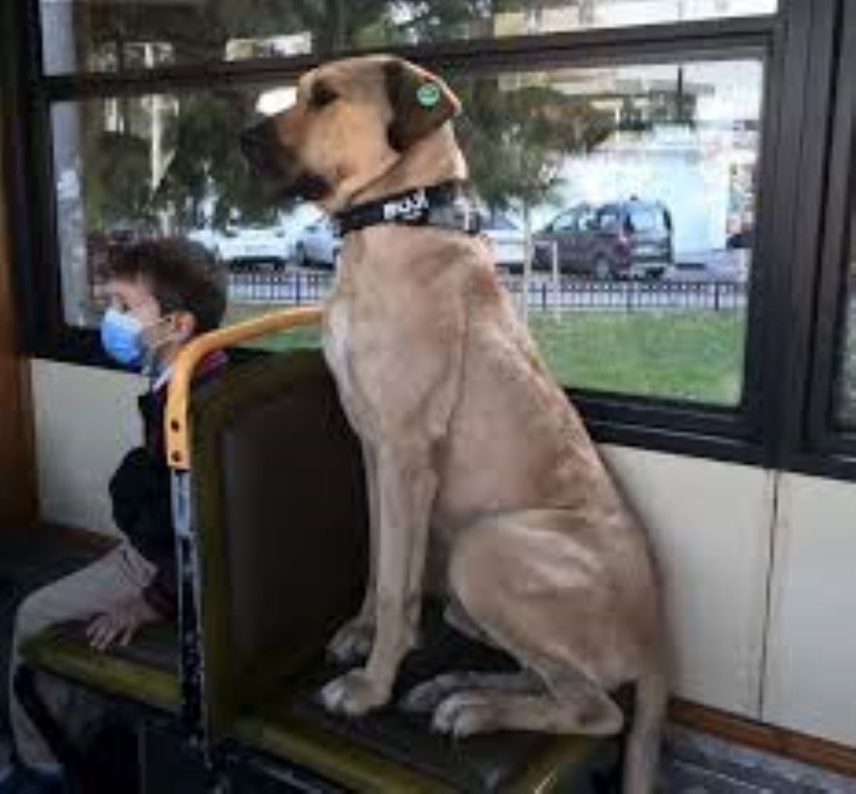 Boji, il cane che ama viaggiare, sale su metropolitane e traghetti percorrendo ogni giorno almeno 30 Km