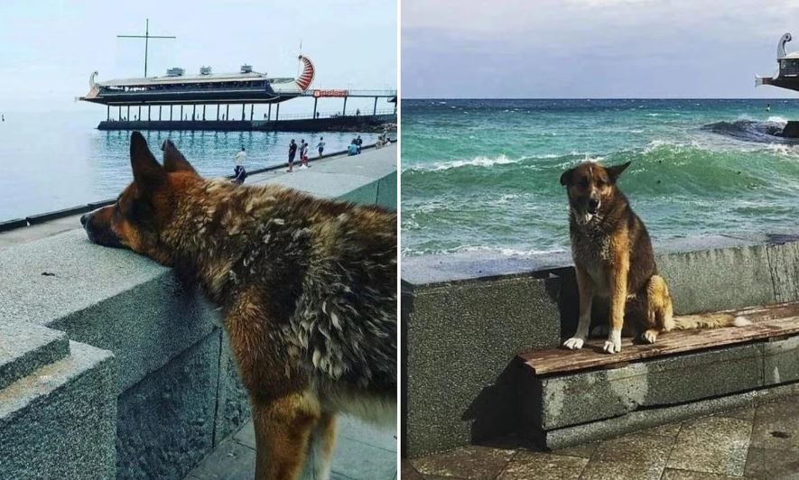 Mukhtar, un cane che ogni giorno per 12 anni sul lungomare ha atteso invano il ritorno del suo proprietario