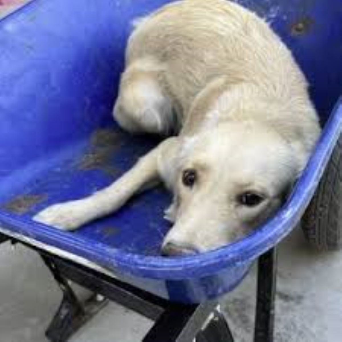 Cagnolina trema prima della soppressione, salvata in tempo