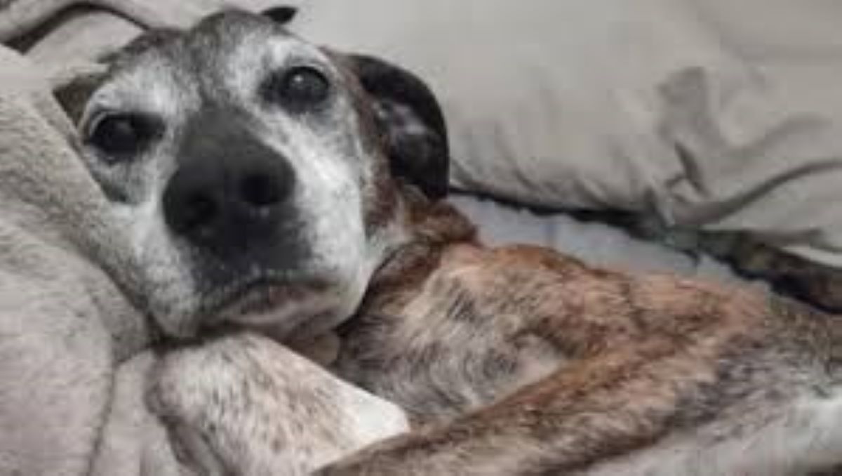 Il destino di Grits, il cane randagio che ha trovato una nuova vita grazie a un incontro inaspettato