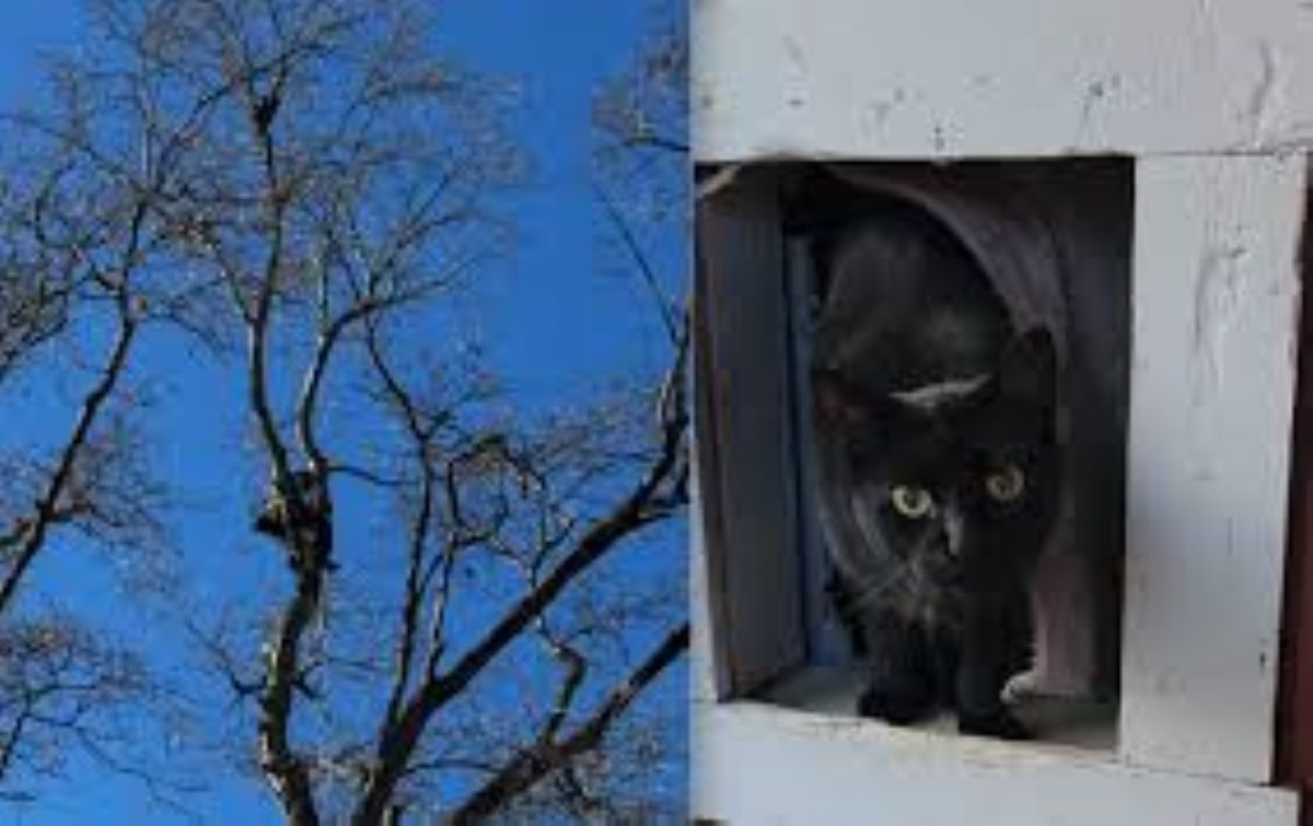 Gatto bloccato su un albero a 20 metri, per lui un intero quartiere al lavoro per sei giorni fino al suo recupero