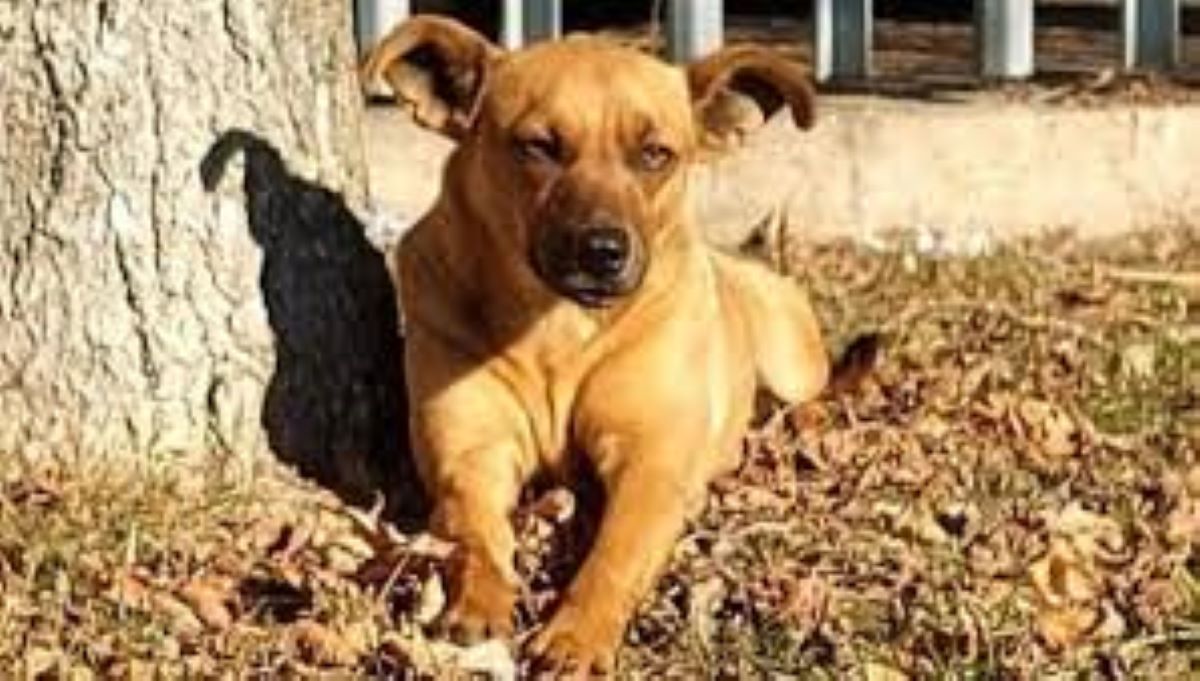 Il cane che non abbandona il corpo del suo padrone: la commovente storia di Scooby