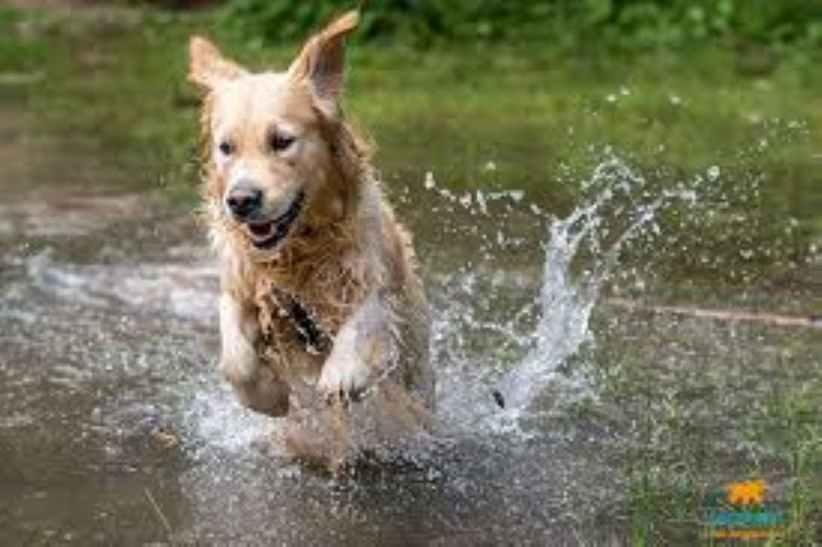 Le razze di cani più giocose: scegli il compagno ideale per una vita di allegria