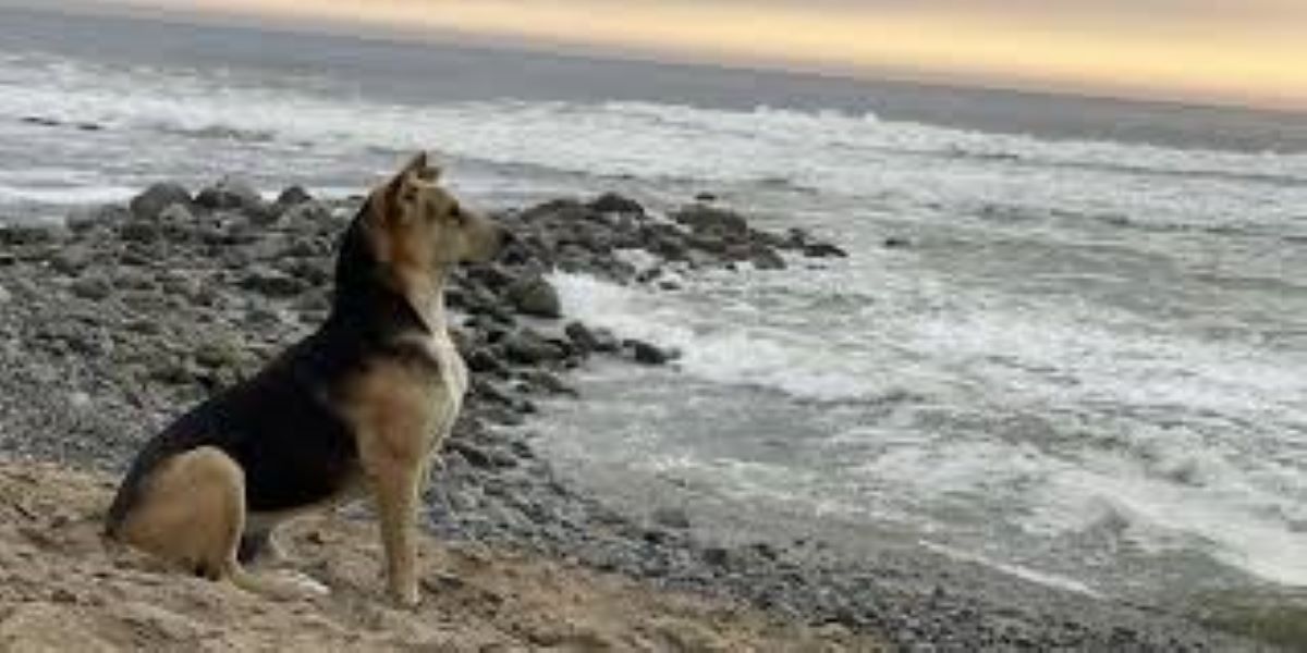 Il cane Vaguito: dieci anni d’attesa in riva al mare per il suo padrone perduto