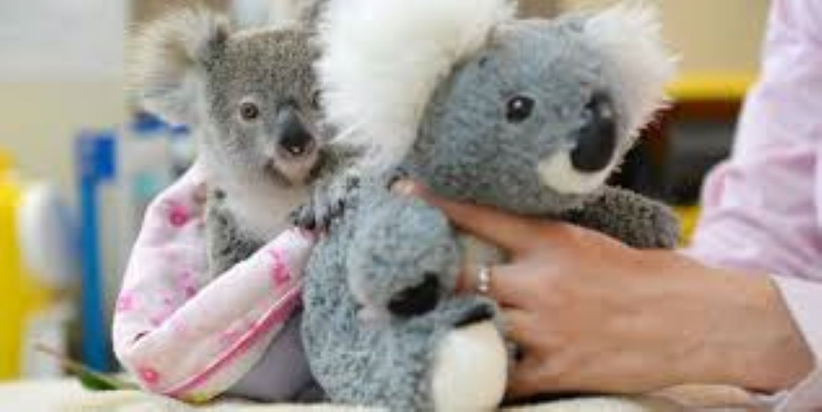 La mamma non li vuole e due cuccioli di koala si consolano con un peluche, la volontaria: “Abbracciati al pupazzo, trovano conforto”