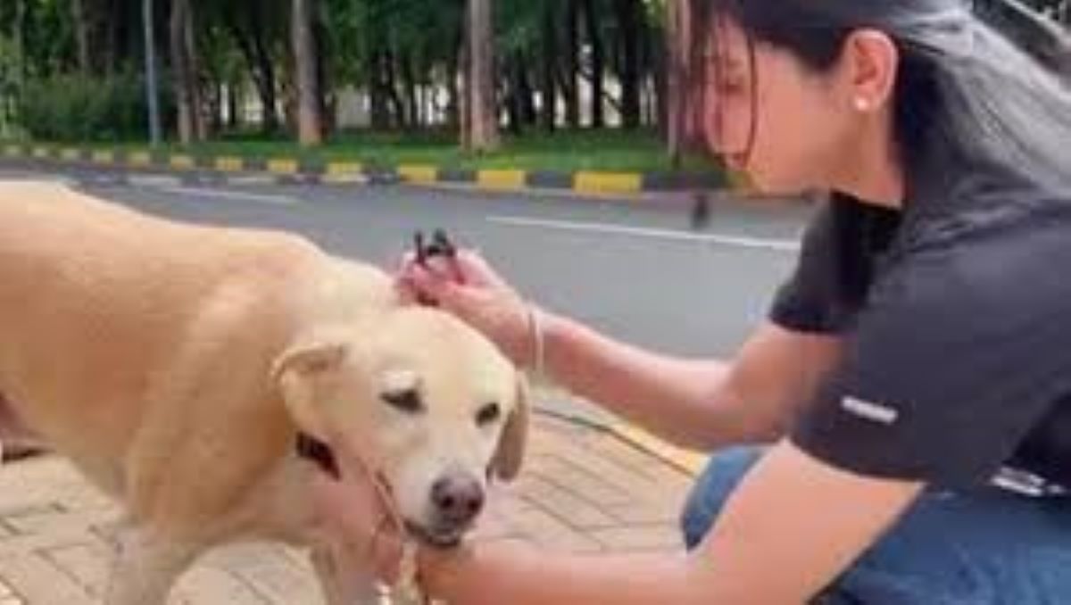 Salva gli animali randagi dopo la morte del suo cane: una donna trasforma il dolore in un progetto bellissimo