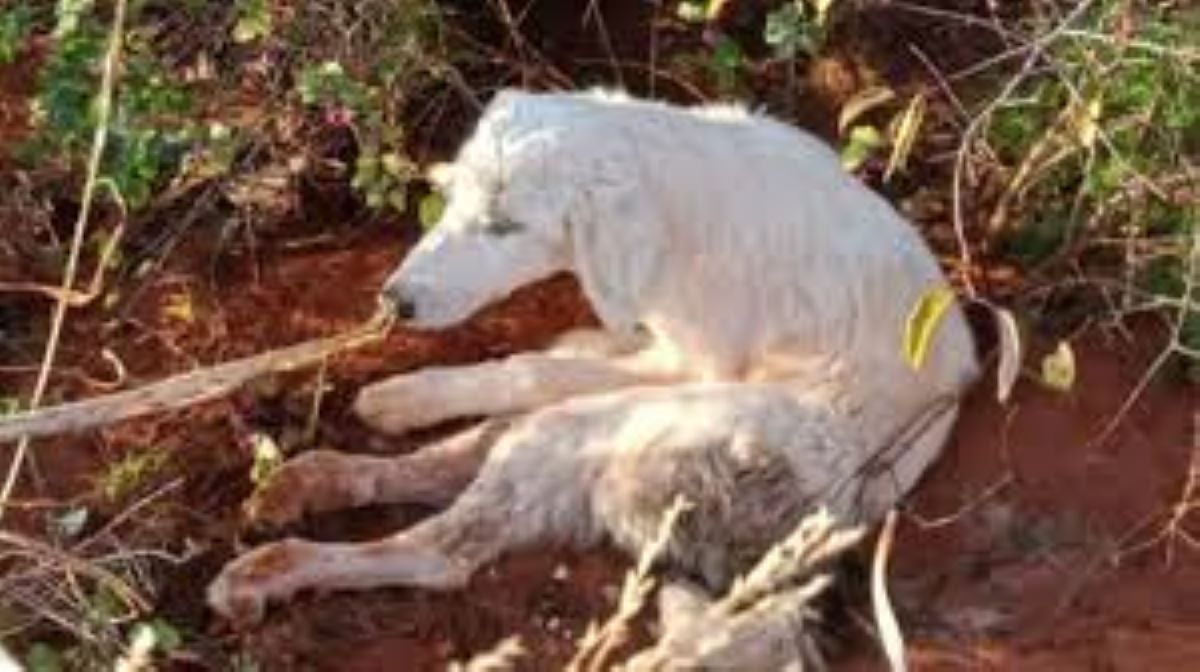 Cane ferito e abbandonato in un fosso: Bree mangia rifiuti per un mese poi viene trovato e curato