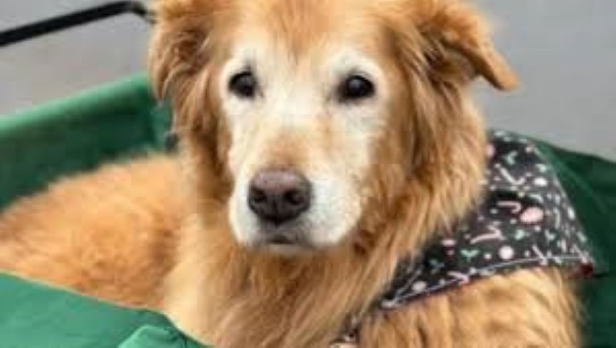 Un gesto di affetto per il cane anziano: la dolce routine di Jake, il Golden Retriever di 17 anni