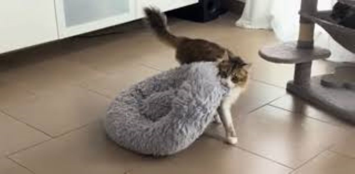 Il gatto Tommy sorprende tutti: interpreta uno sbadiglio e compie un gesto dolcissimo