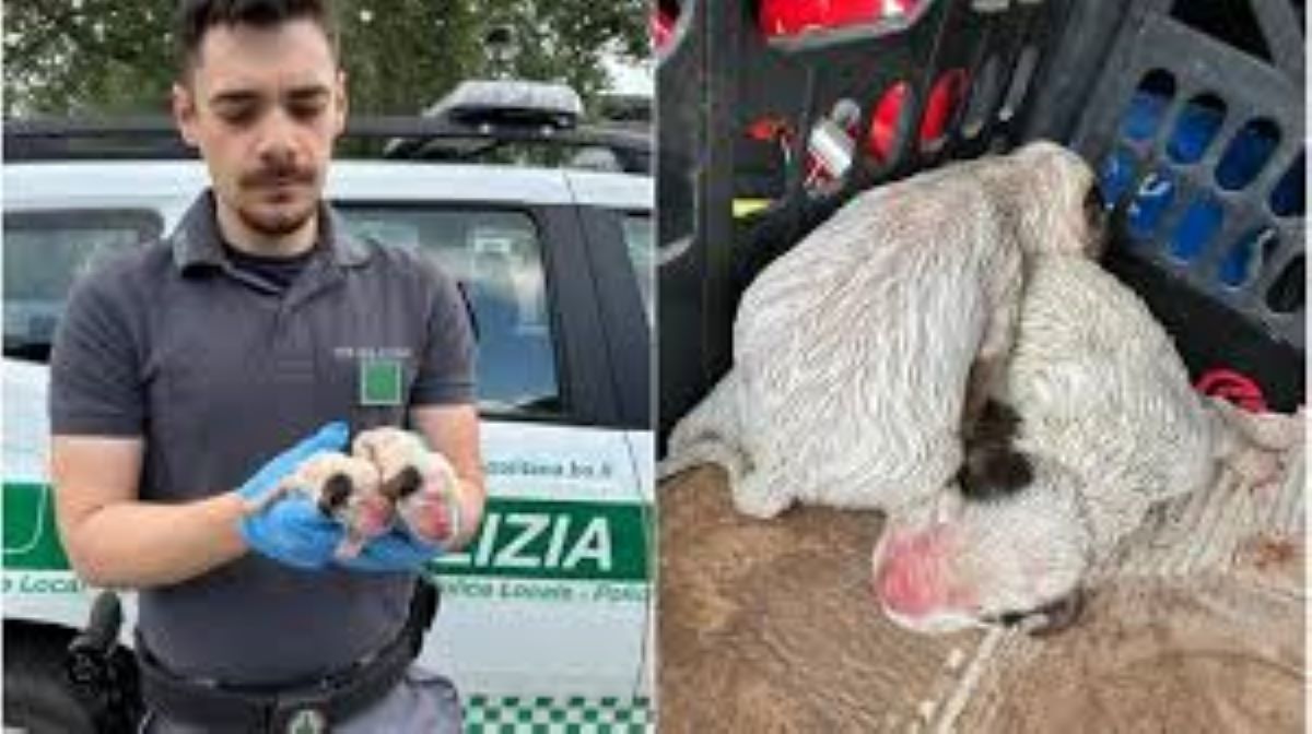 Cuccioli buttati nella campana di raccolta del vetro, salvati da un operatore ecologico