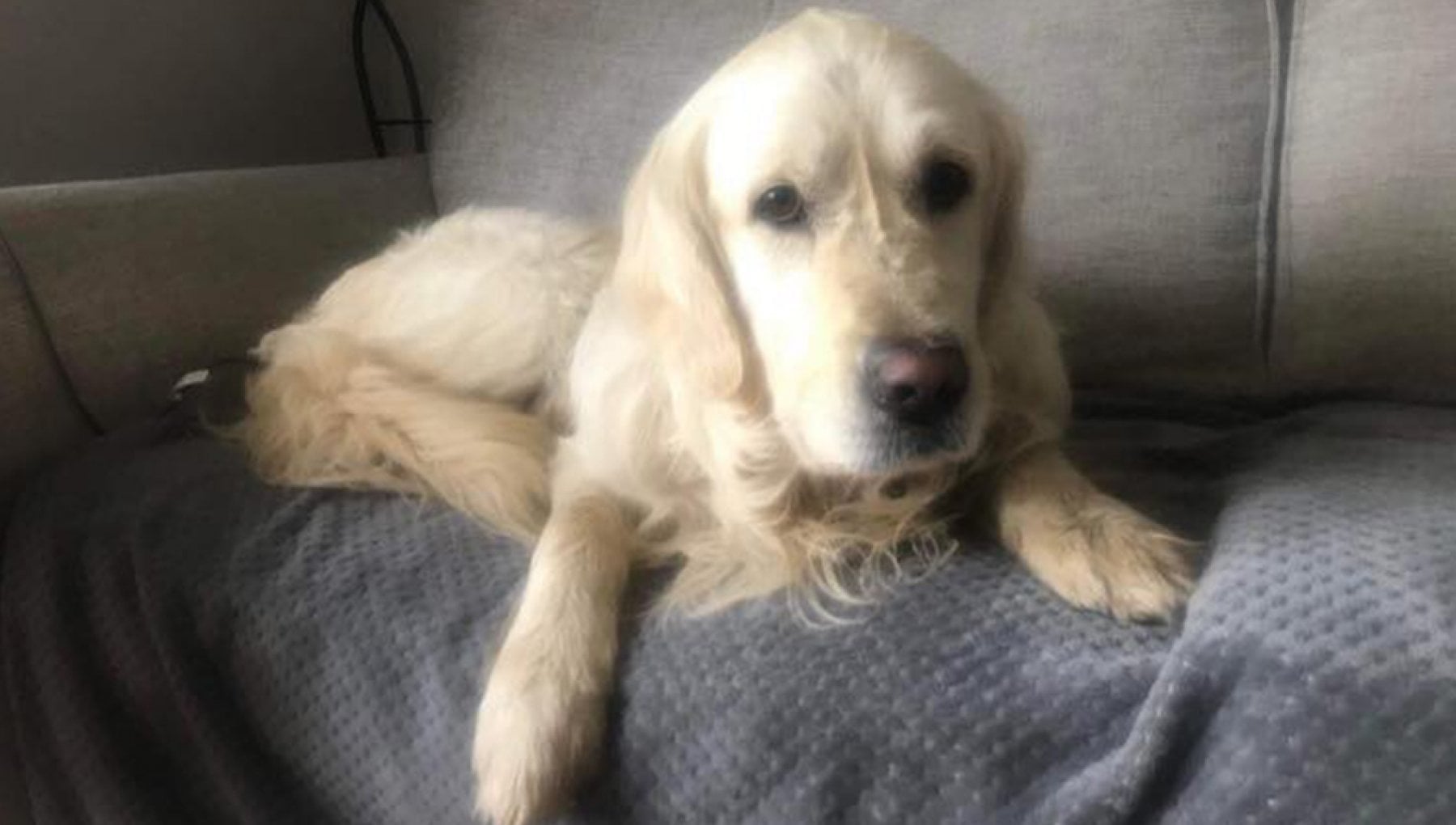 Cooper, un Golden Retriever, ha percorso oltre 64 km in 27 giorni per ritrovare il suo ex proprietario, dopo essere stato adottato da una nuova famiglia in Irlanda del Nord. Il suo viaggio si è concluso con un lieto fine.