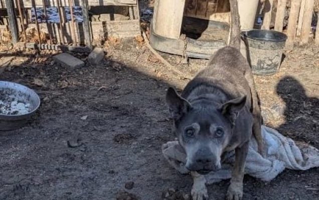 Cane anziano sordo e abbandonato al gelo, salvato in extremis da degli angeli