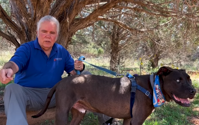 Moogan, il cane anziano e cieco che è riuscito a salvare un volontario da un serpente a sonagli