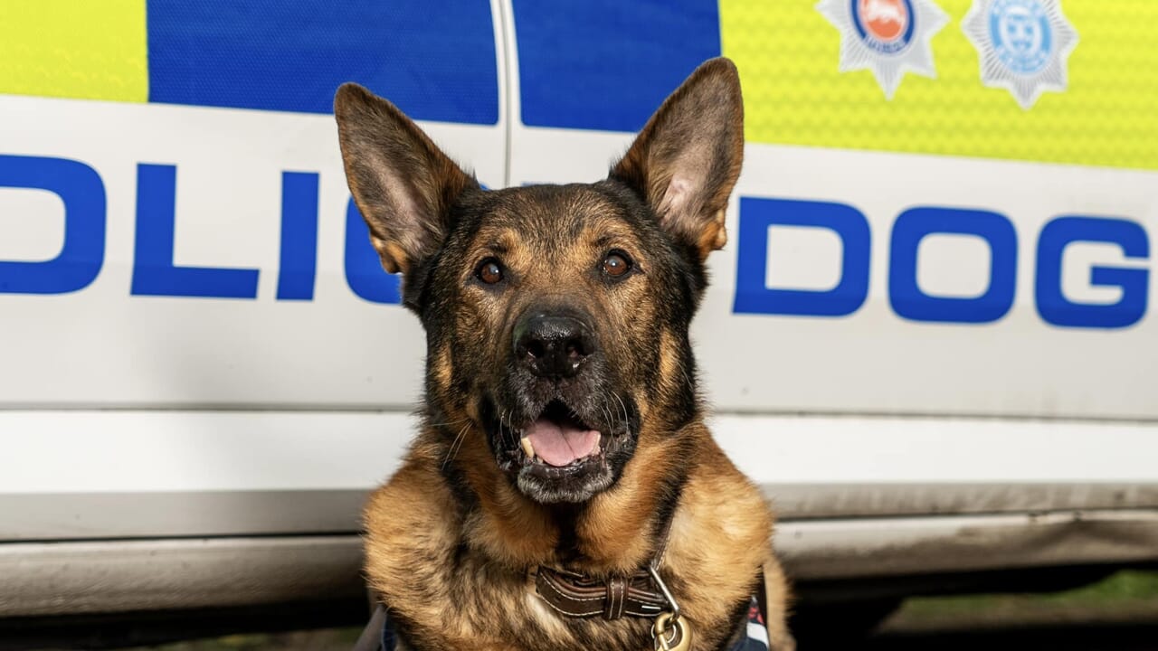 Bear, il cane poliziotto in pensione salva un uomo anziano scomparso in una boscaglia durante una passeggiata