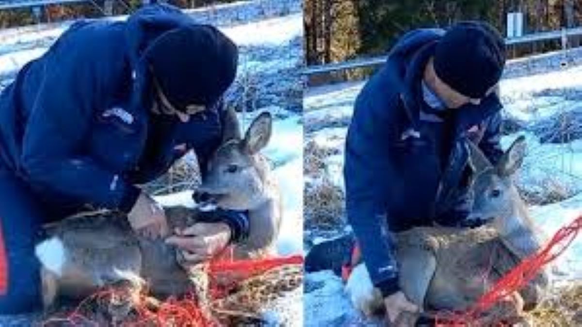 Capriolo salvato grazie all’intervento di alcuni bambini sulle piste da sci