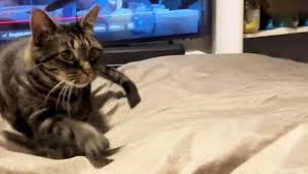 Un gatto conforta la sua padrona che piange, la sua incredibile empatia ha fatto il giro del web