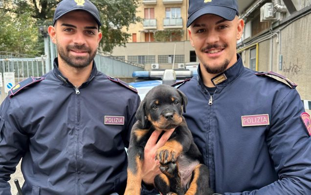 Un uomo di 27 anni è stato denunciato per aver picchiato il suo cane di appena 50 giorni. Ora il cucciolo è al sicuro in un rifugio.