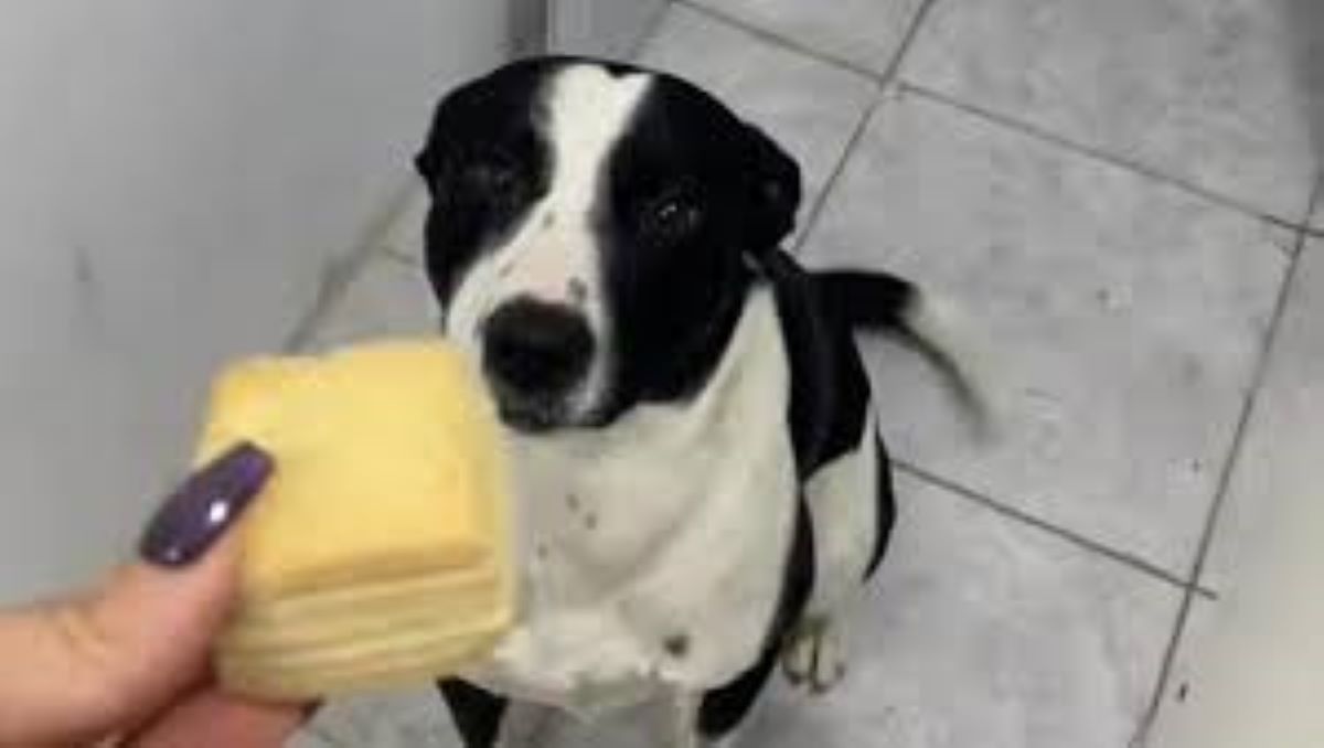 Il cane Mateo, cliente affezionato in una panetteria: la sua dolce routine serale