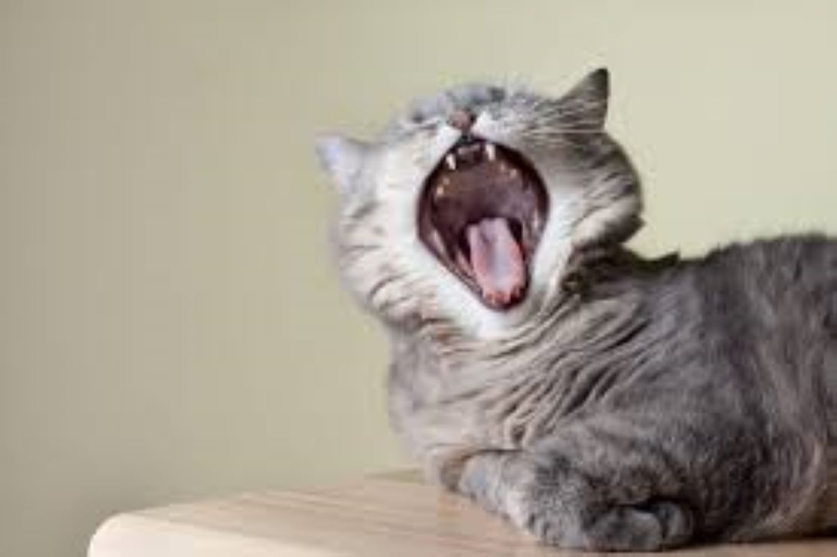 Come capire se il tuo gatto ha bisogno di più attenzioni: 10 segnali da non sottovalutare