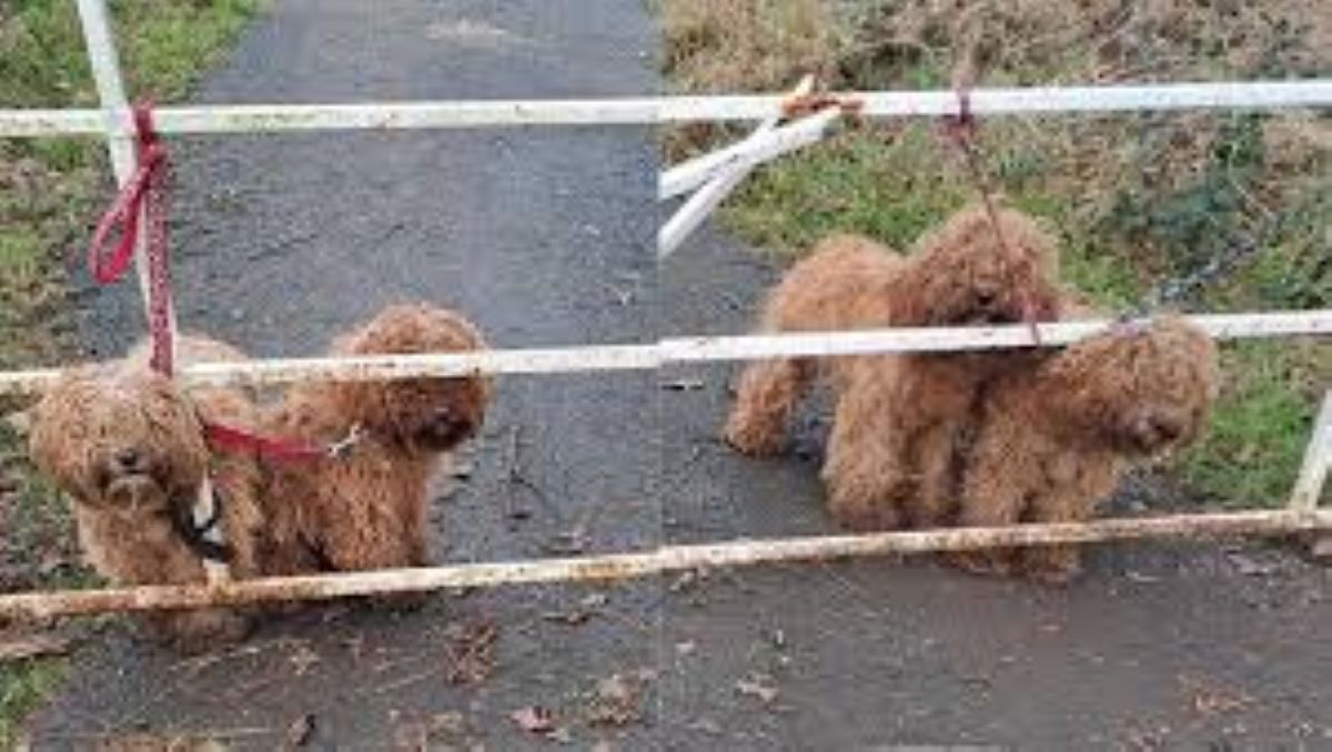 Motociclista salva cuccioli legati a un cancello in una strada deserta