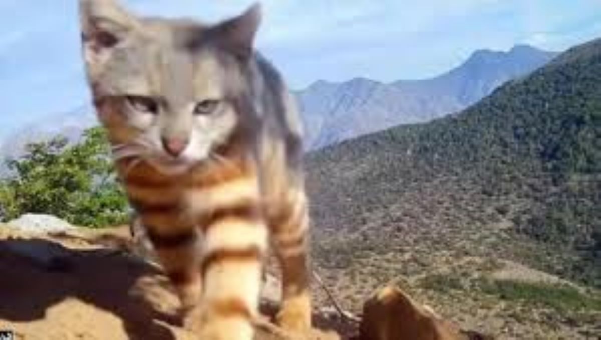 Scoperto un raro avvistamento del gatto Colocolo nelle Ande cilene