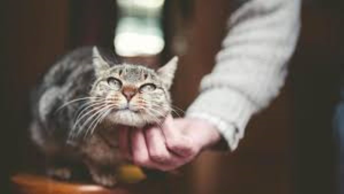 Perché è importante salutare il tuo gatto prima di uscire di casa