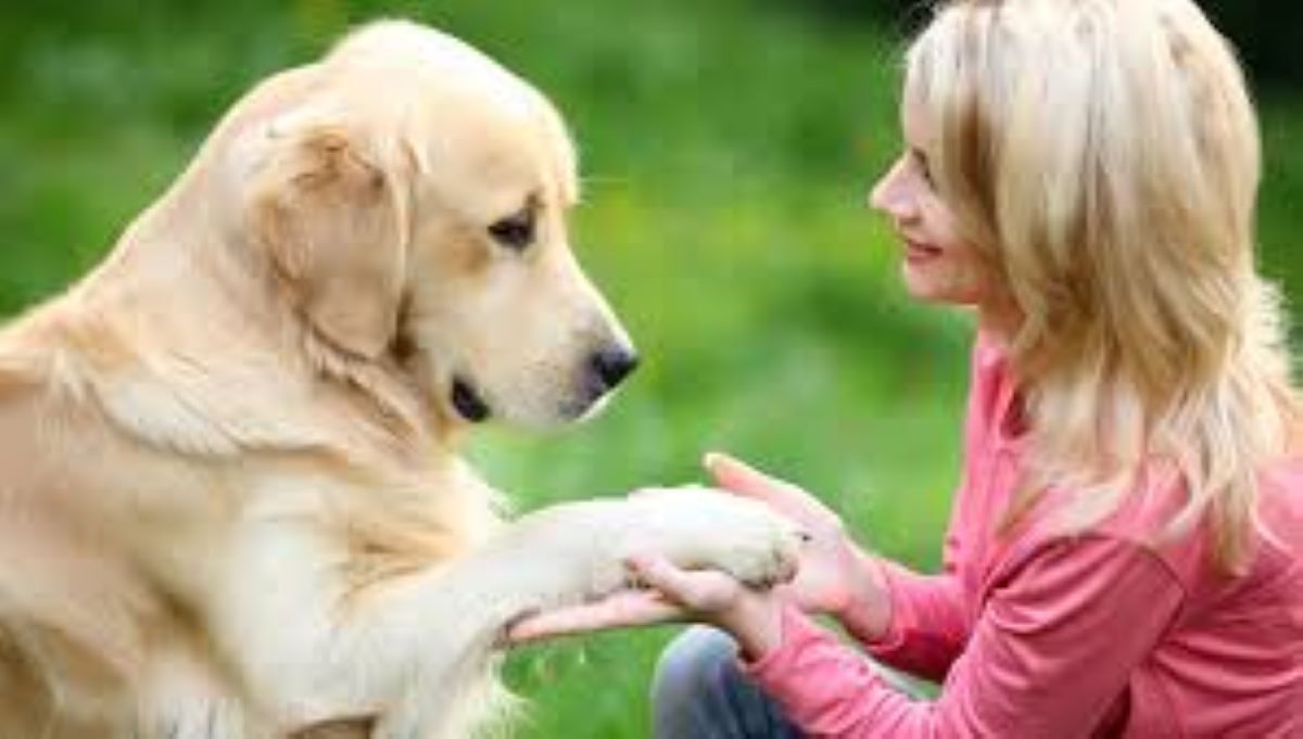 Perché il cane ti offre la zampa? Il gesto che nasconde un’intensa comunicazione tra specie