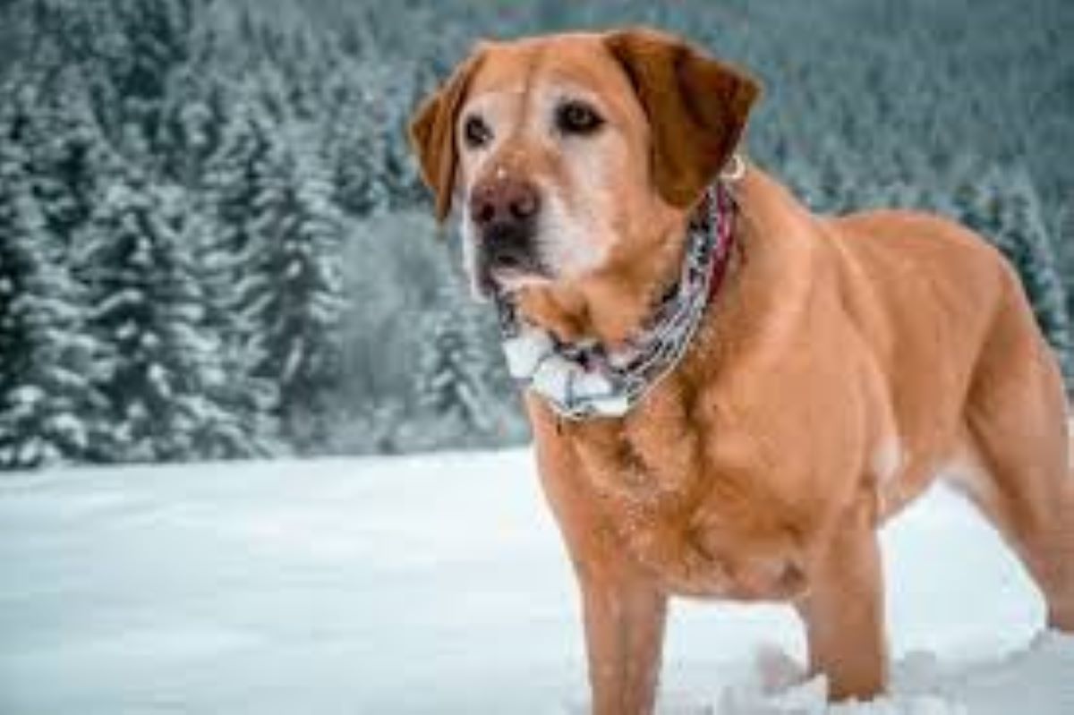 In mezzo al gelo con le zampe sanguinanti, prima è diffidente poi si lascia salvare, oggi Dippin è un cane felice