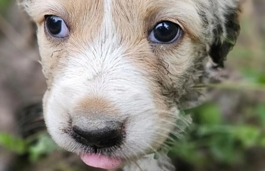 Un cucciolo randagio è stato trovato da solo, nascosto tra i rifiuti. Salvato, ha iniziato una nuova vita, ma aspetta ancora una famiglia definitiva.