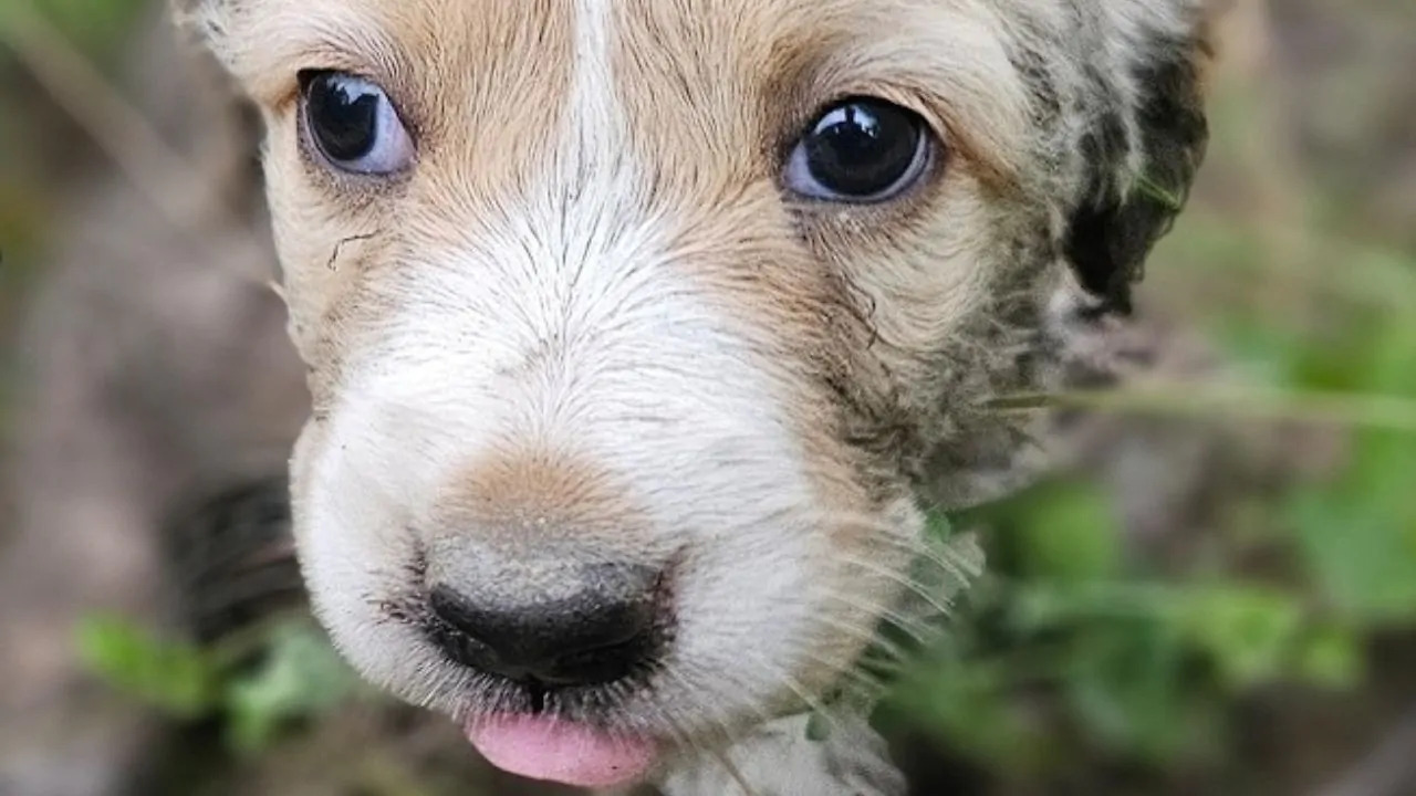 Un cucciolo randagio è stato trovato da solo, nascosto tra i rifiuti. Salvato, ha iniziato una nuova vita, ma aspetta ancora una famiglia definitiva.