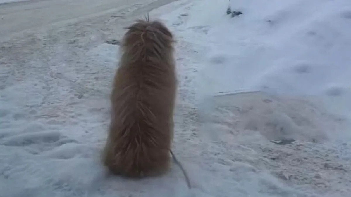 Pepi, la cagnolina tradita: legata e abbandonata al freddo, attende sotto la neve il ritorno del suo padrone che mai ritornerà