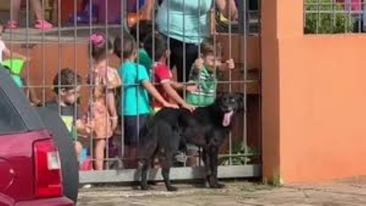 Un cane randagio insegna gentilezza ai bambini ogni giorno davanti alla scuola