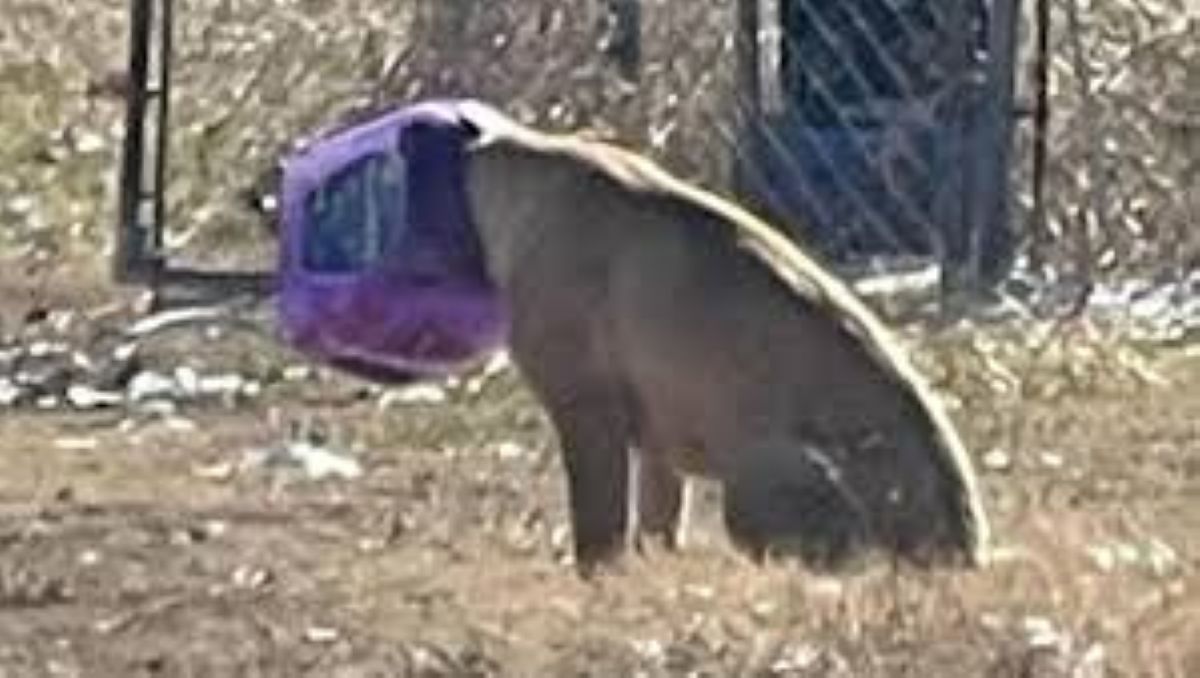 La storia di Buckethead: un cane randagio e il suo viaggio verso la libertà