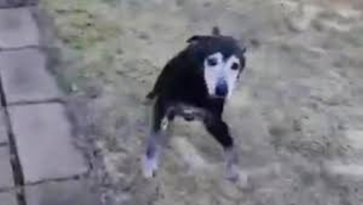 Un cane di 21 anni salta ancora come un cucciolo grazie all’amore della sua famiglia