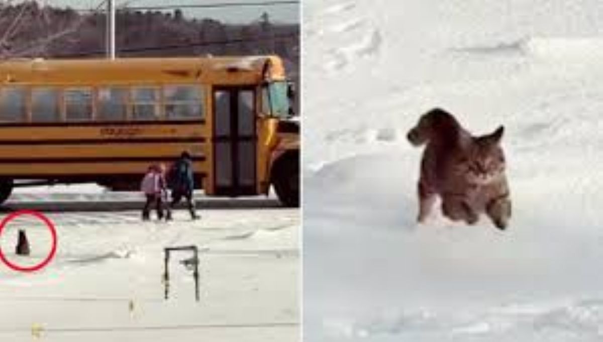 Un gatto veglia sui bambini ogni mattina, sfidando il freddo per accompagnarli allo scuolabus