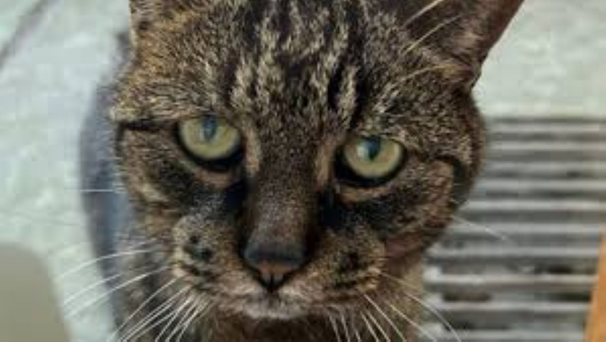 La struggente storia di Maolo, il gatto che dimentica dov’è la sua casa a causa della demenza