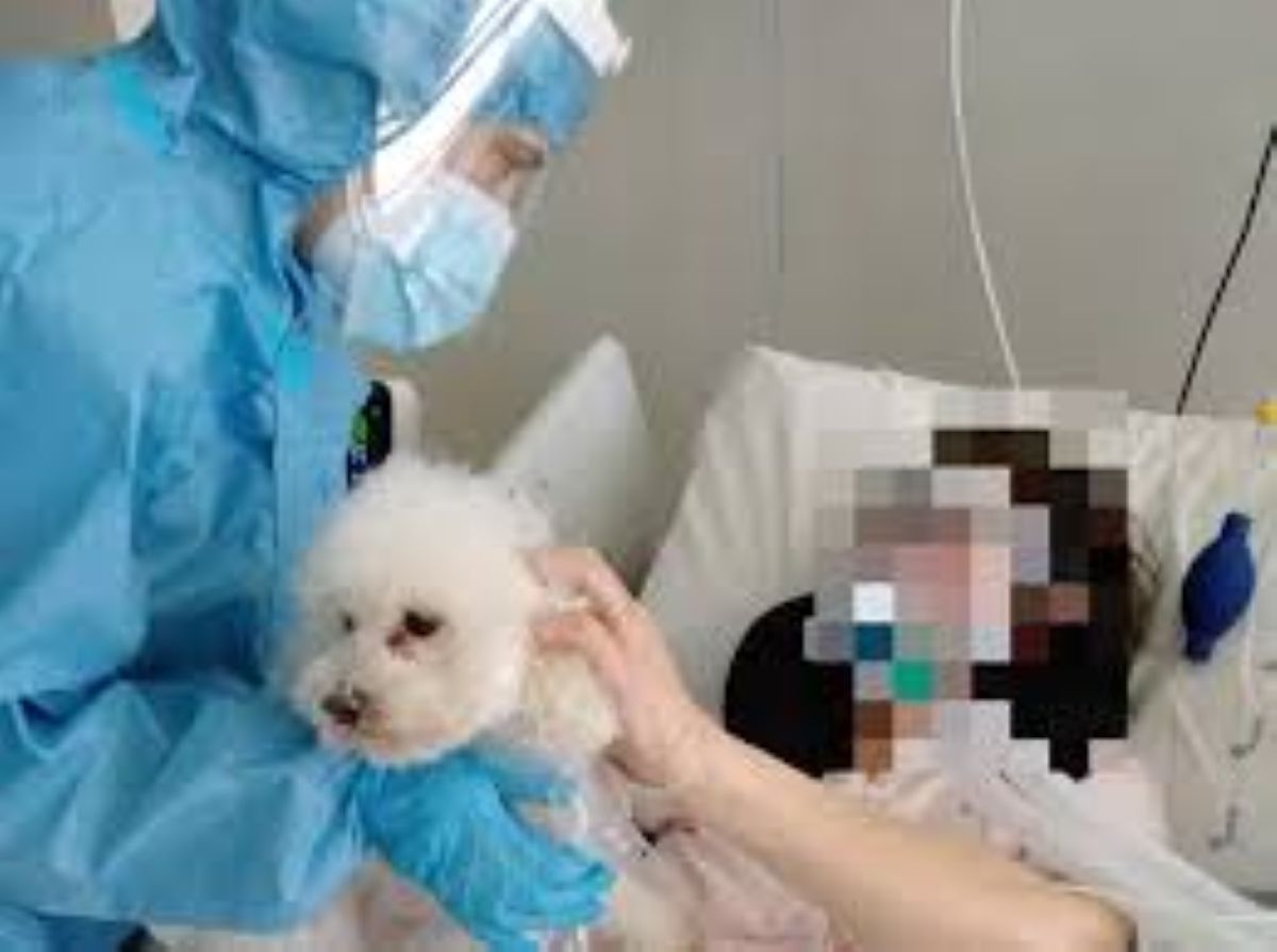 Da oggi 17 marzo, gli ospedali della toscana accolgono cani e gatti per migliorare il benessere dei pazienti