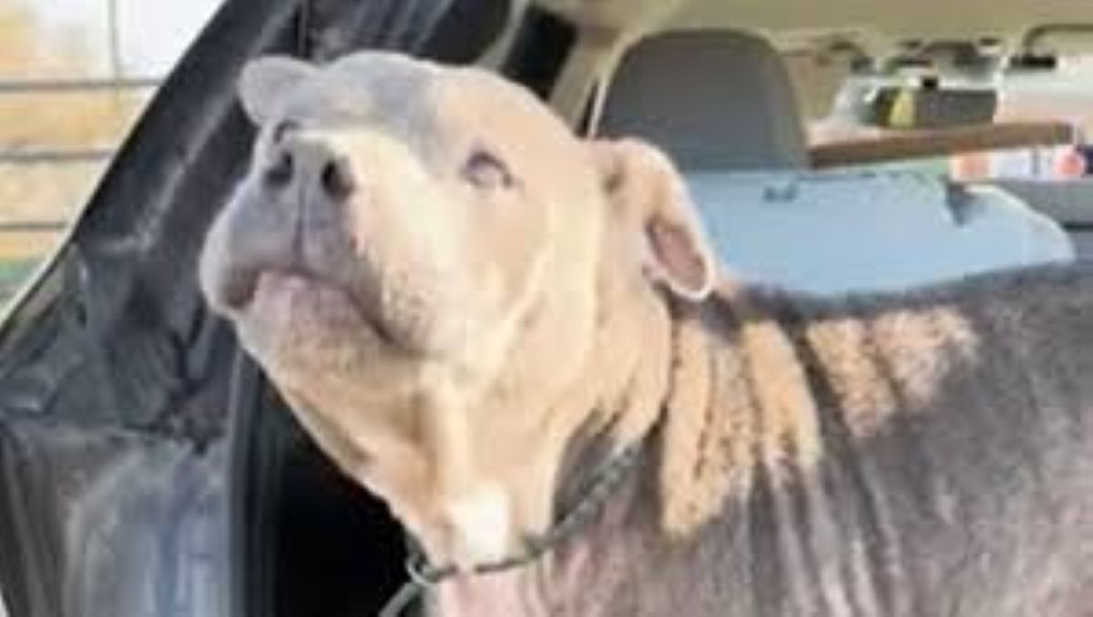 Un cane abbandonato in un bosco che non abbaia mai ma dai suoi occhi traspare tutto il dolore