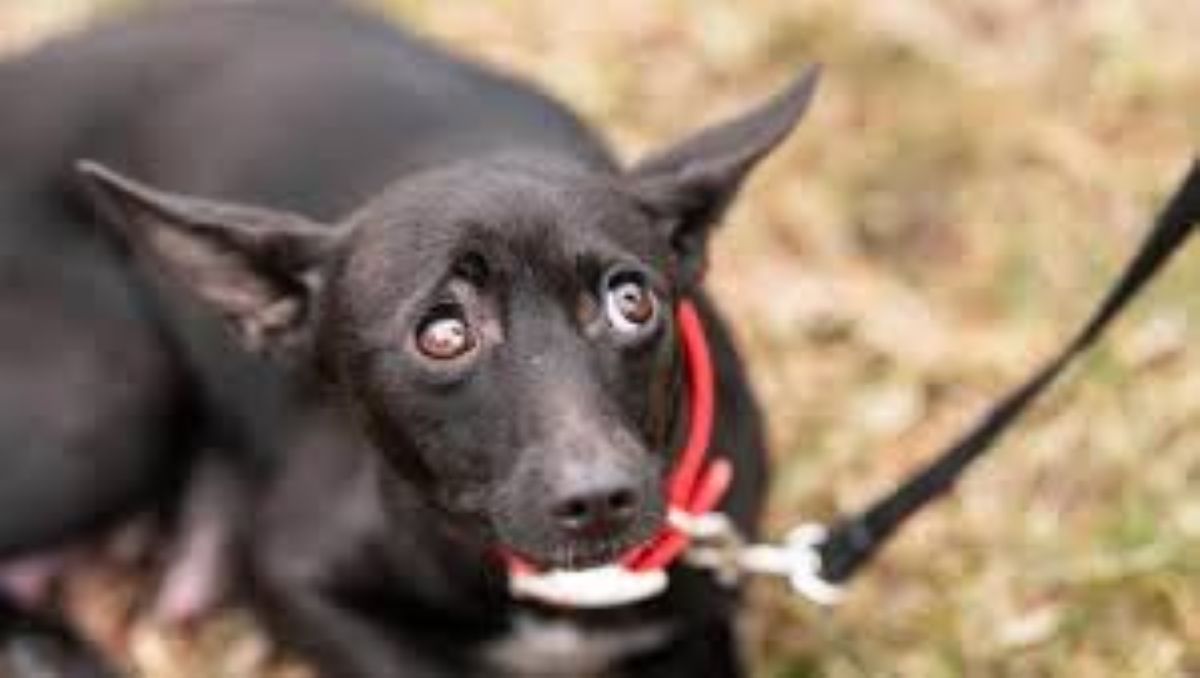 Non dovresti accarezzare il cane quando è spaventato, ecco perchè