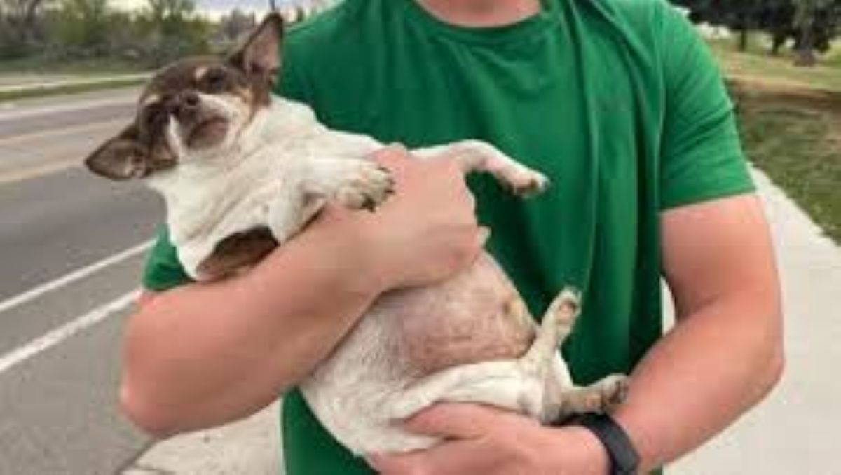 Theo, il Chihuahua che ha cambiato vita: da obeso a cagnolino in perfetta salute