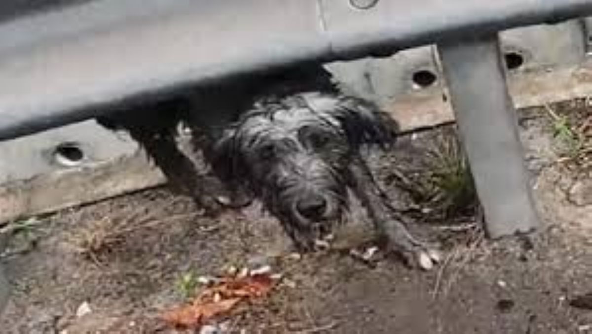 Un cane abbandonato trova la salvezza tra le braccia di un soccorritore