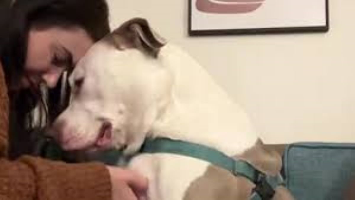 Tippy, il Pit Bull che ha trovato la sua casa dopo quattro rifiuti