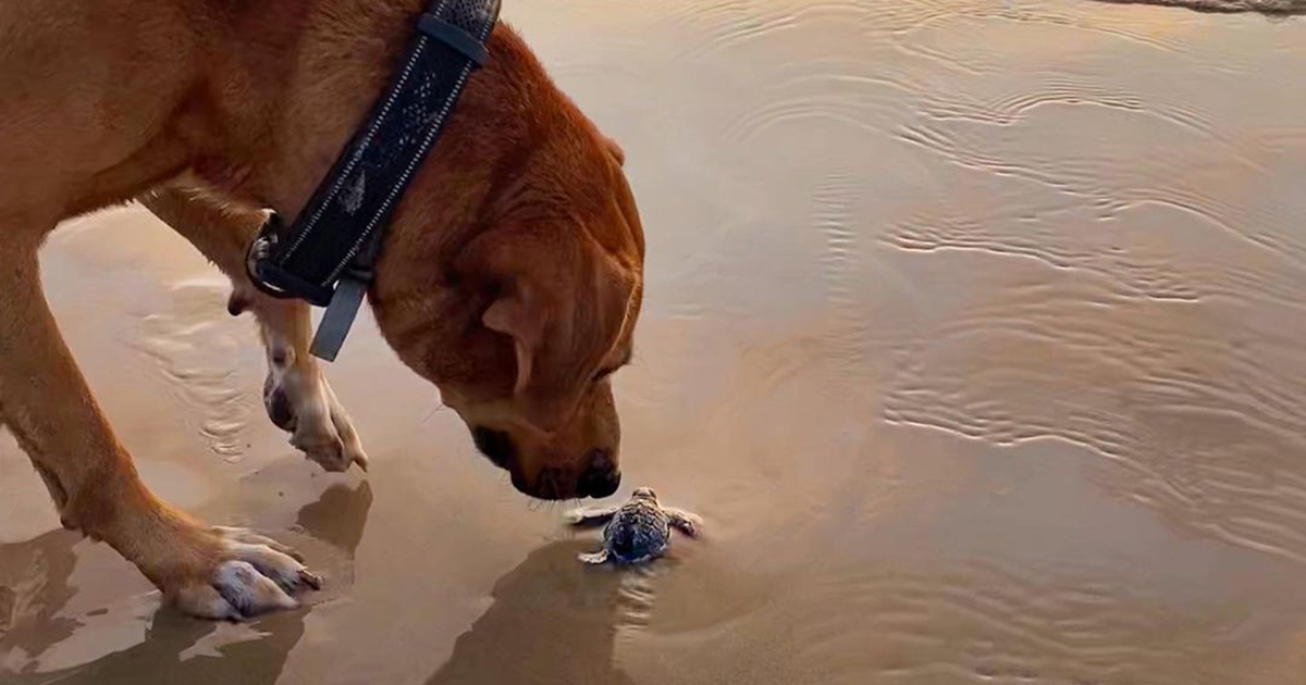 Il cane abbandonato in spiaggia che protegge le tartarughe marine: da randagio a simbolo di amore per la natura
