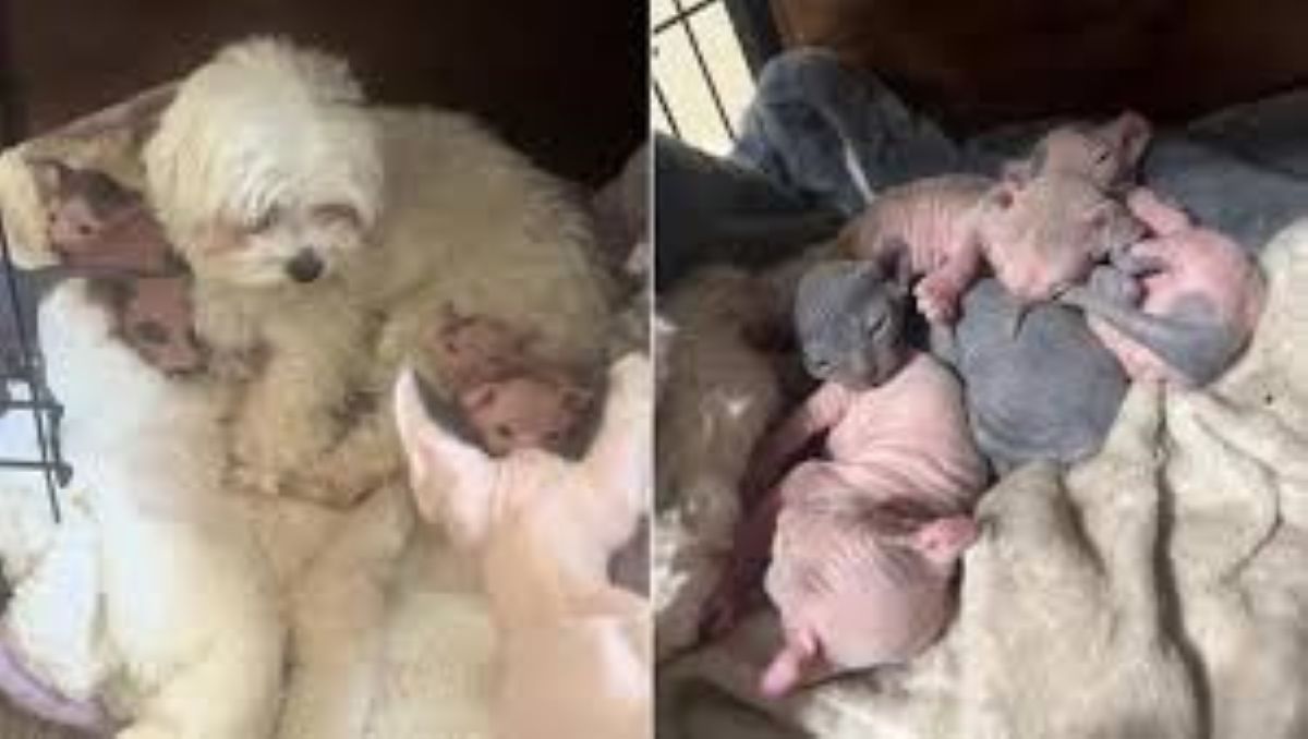Un cane “mamma” di gattini Sphynx: Snowball conquista il web con il suo istinto materno